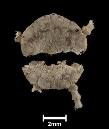 Media type: image;   Invertebrate Zoology OPH-247 Description: Top of brittle star with a view of the broken disc.;  Aspect: dorsal